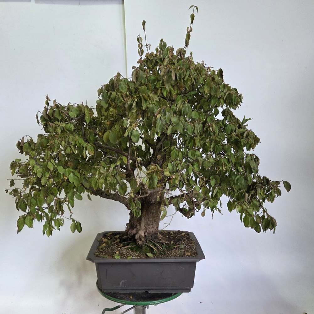 Dereń bonsai na zewnątrz - Cornus Mas