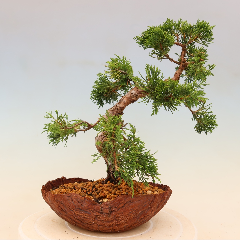 Outdoor bonsai - Juniperus chinensis Itoigawa