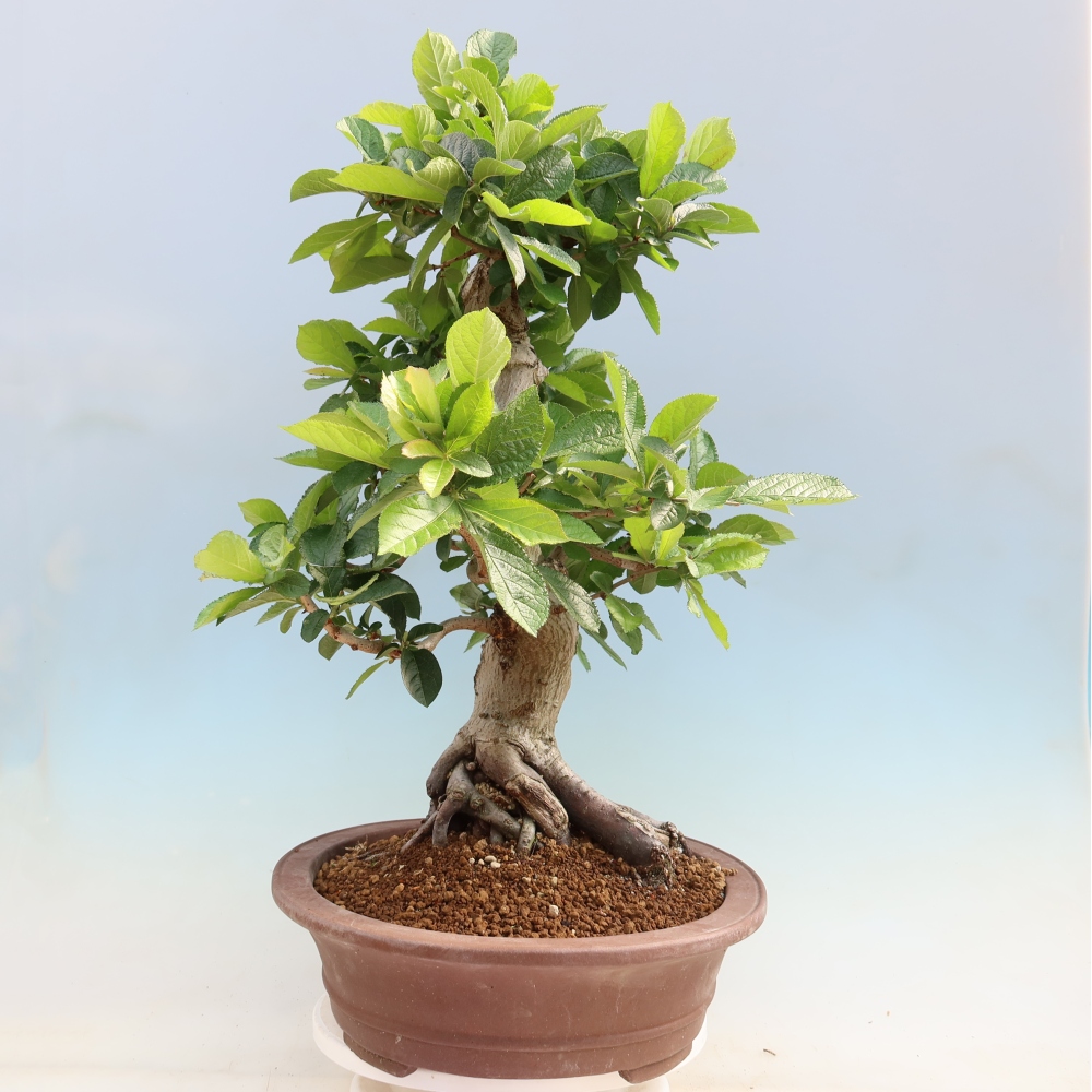 Bonsai ogrodowe – Photinia villosa