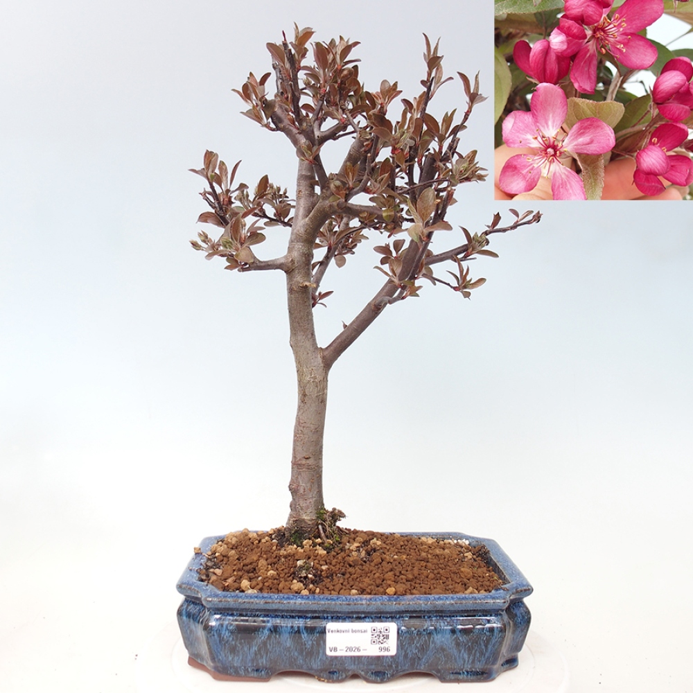 Outdoor bonsai - Malus domestica - Jabłoń czerwonolistna o małych owocach
