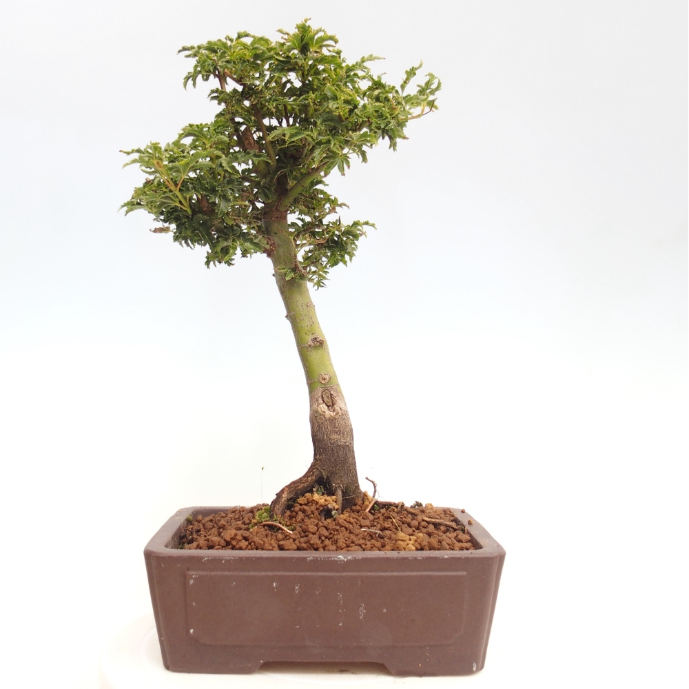 Bonsai zewnętrzne - klon Acer palmatum Shishigashira