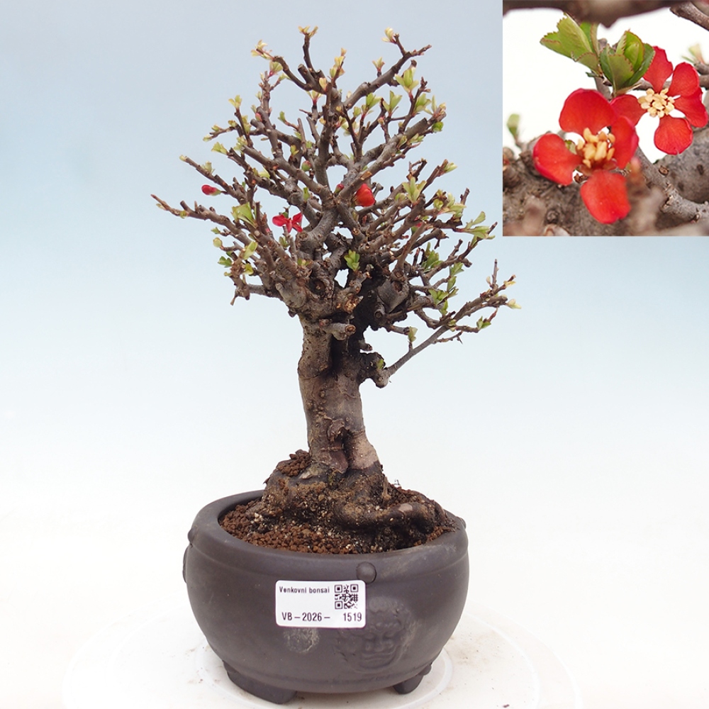 Bonsai zewnętrzne - Chaneomeles speciosa - Pigwa