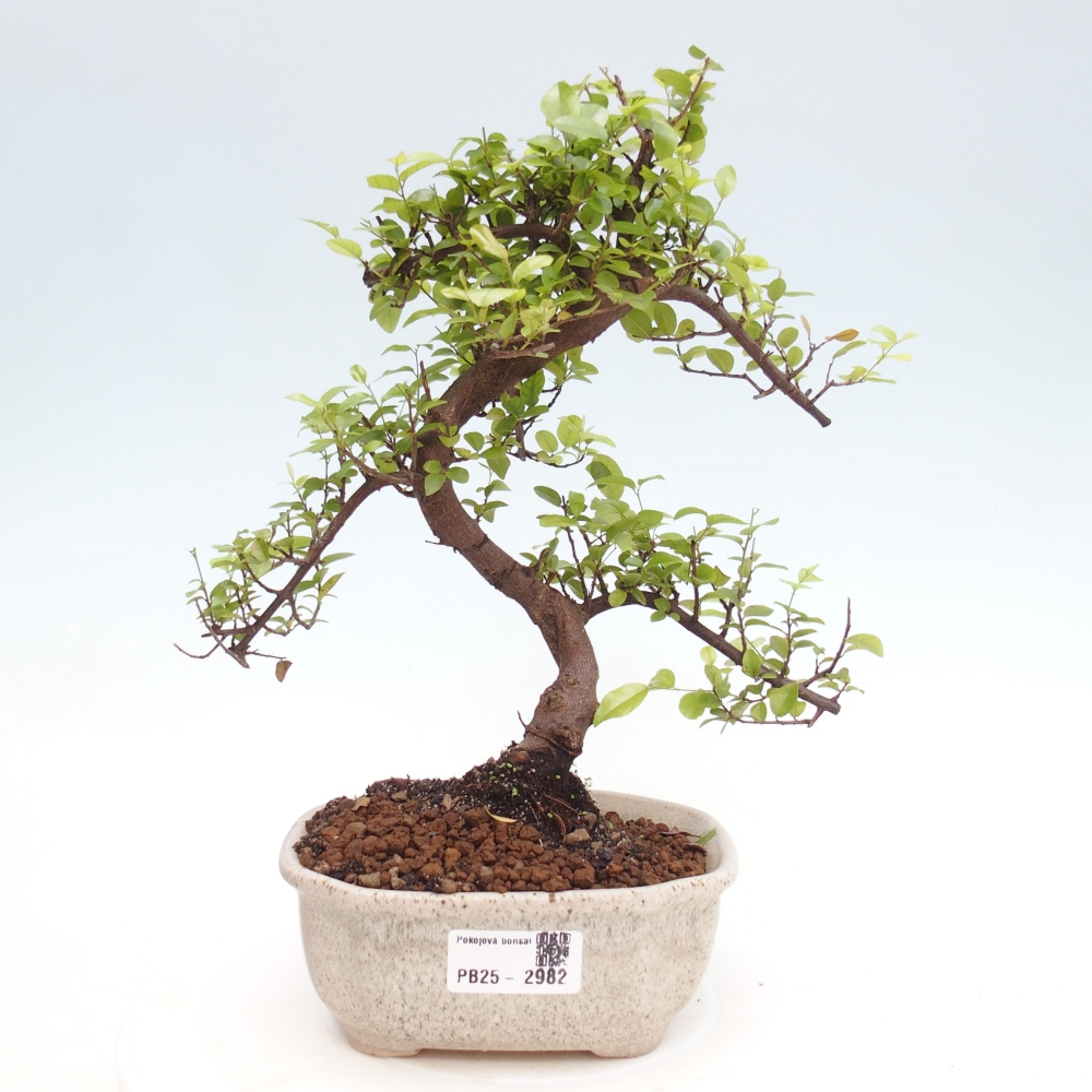 Bonsai wewnętrzne - Sagerécie thea - Sagerécie thea