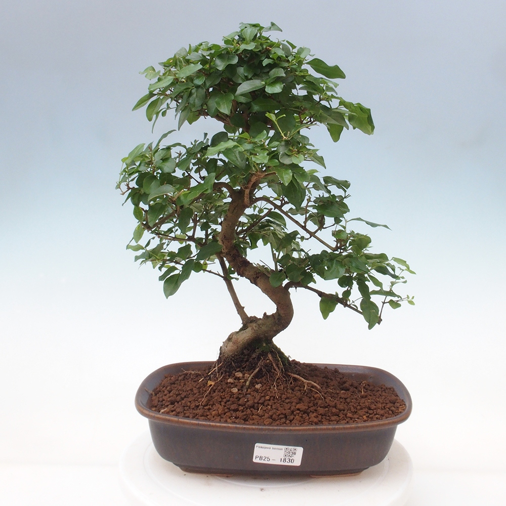 Pokój bonsai -Ligustrum chinensis - Ptasie oko