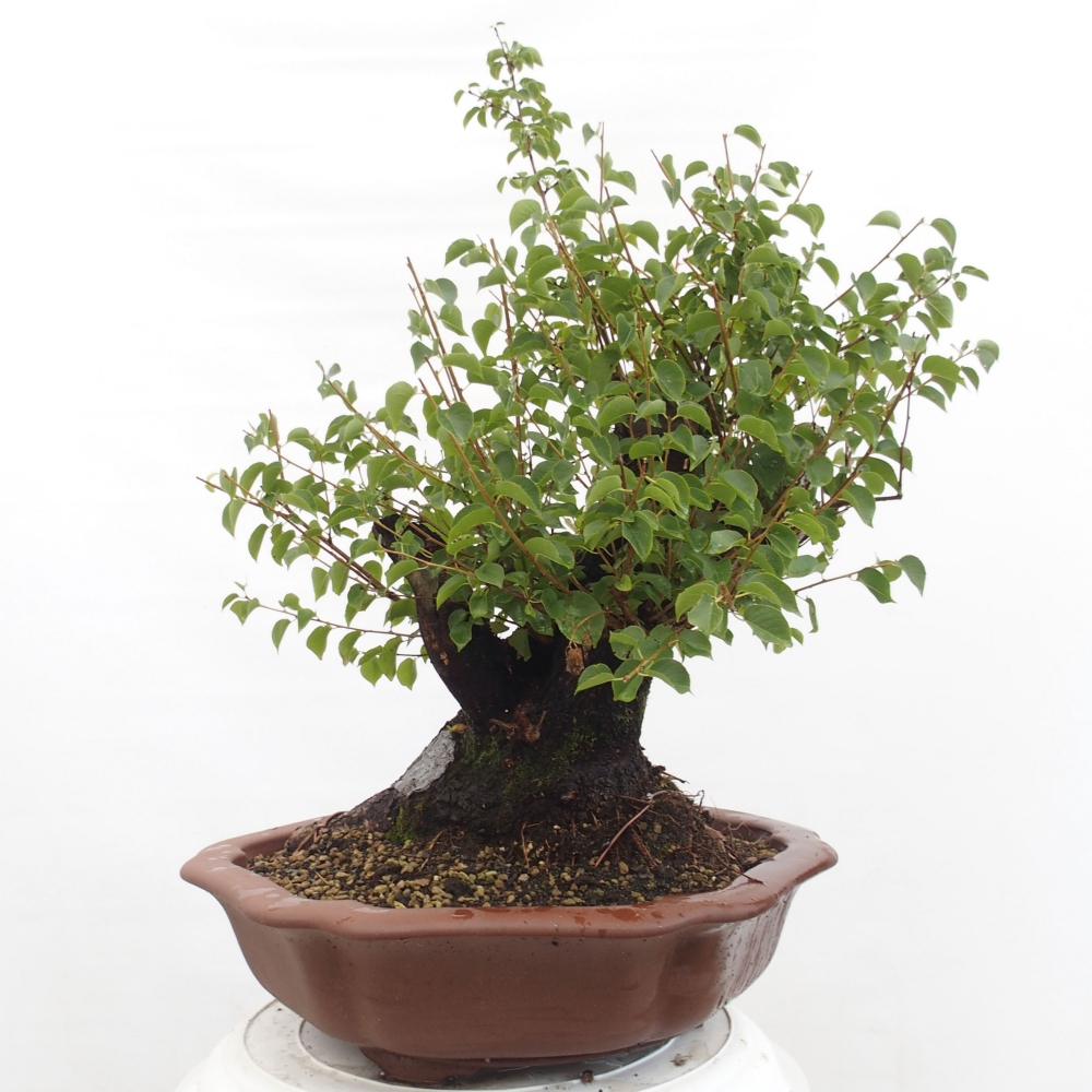 Bonsai na zewnątrz - Mahalebka - Prunus mahaleb
