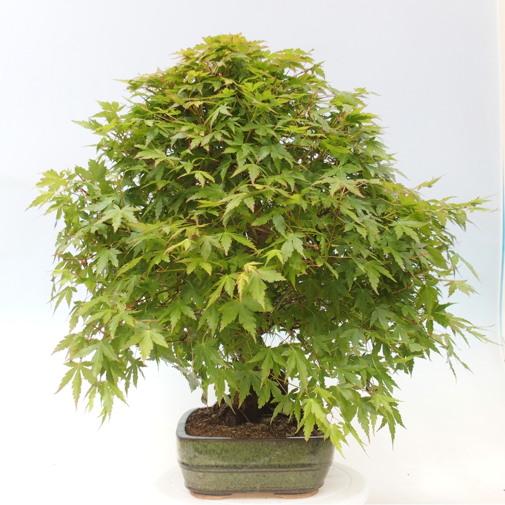 Bonsai zewnętrzne - Acer palmatum - TYLKO przygotowanie palety