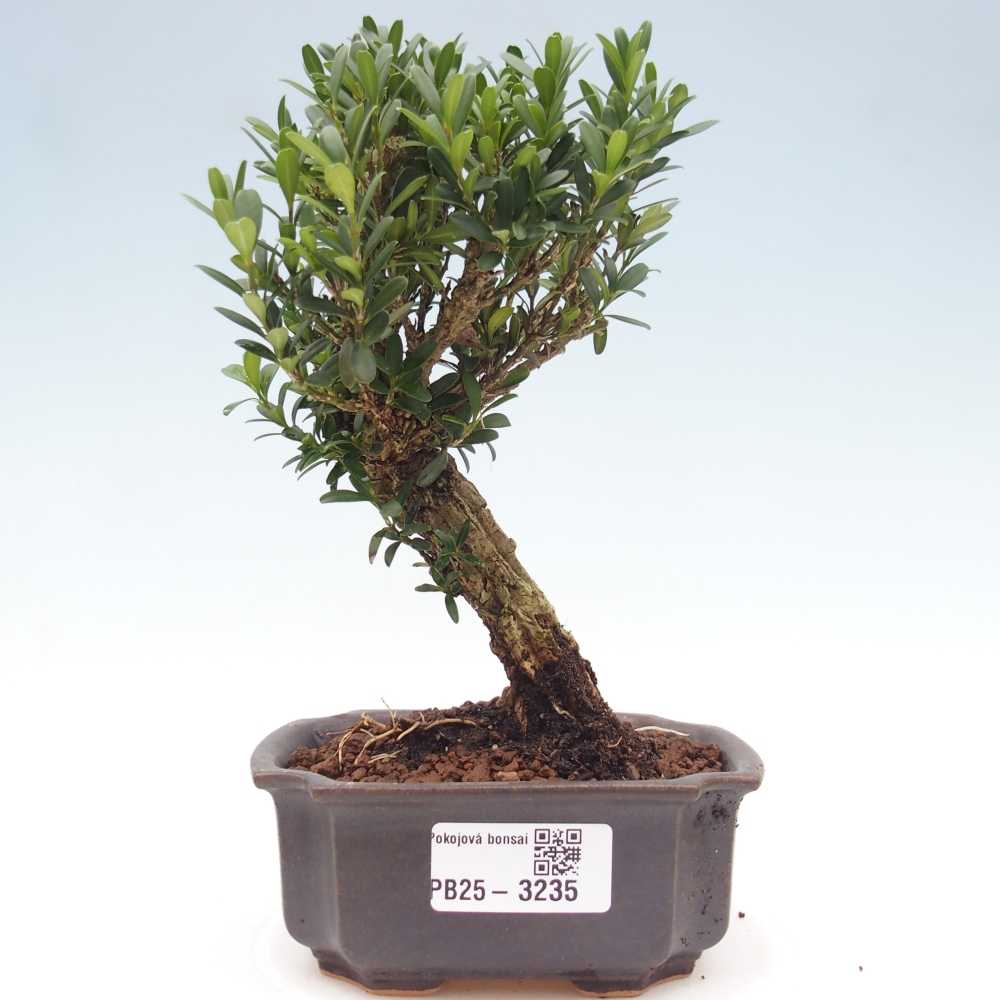Pokój bonsai - Buxus harlandii - buxus korkowy