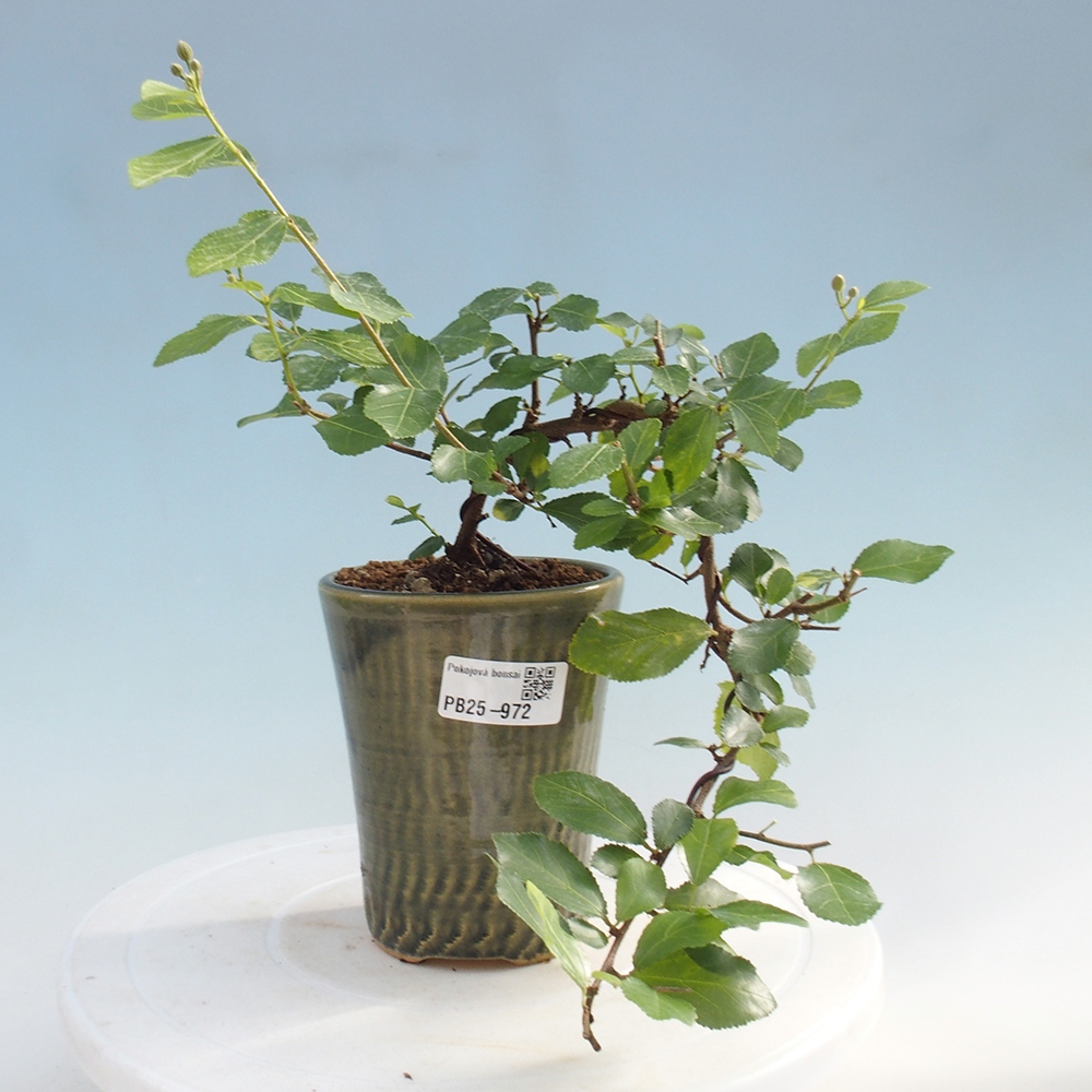 Kryty bonsai - Grewia occidentalis - Lawendowa gwiazda