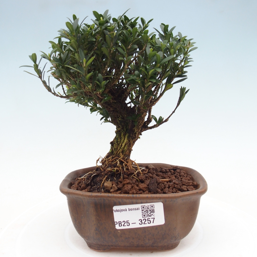 Pokój bonsai - Buxus harlandii - buxus korkowy