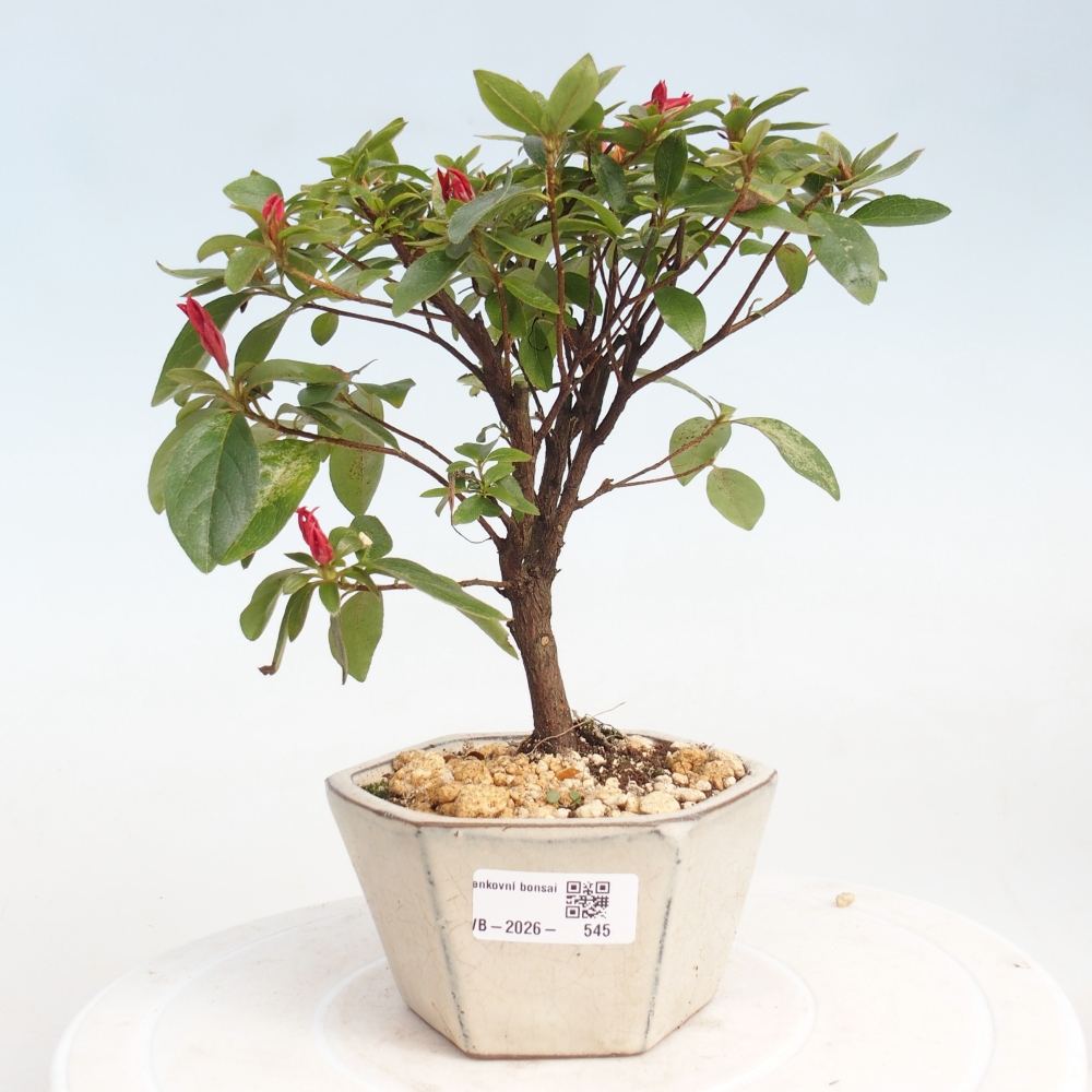 Outdoor bonsai - Azalia japońska - Azalea sp.