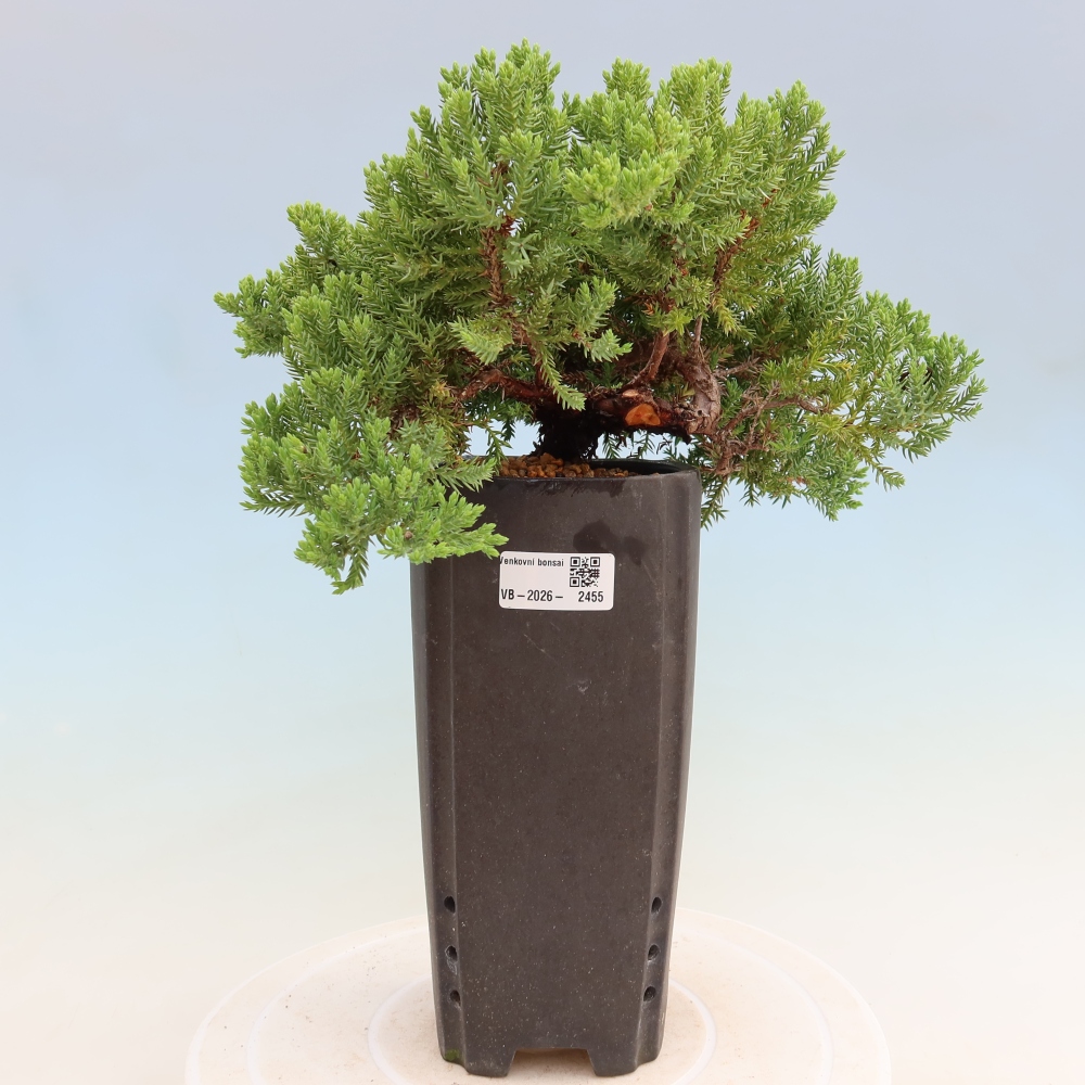 Bonsai ogrodowe – Juniperus procumbens – Jałowiec rozłożysty