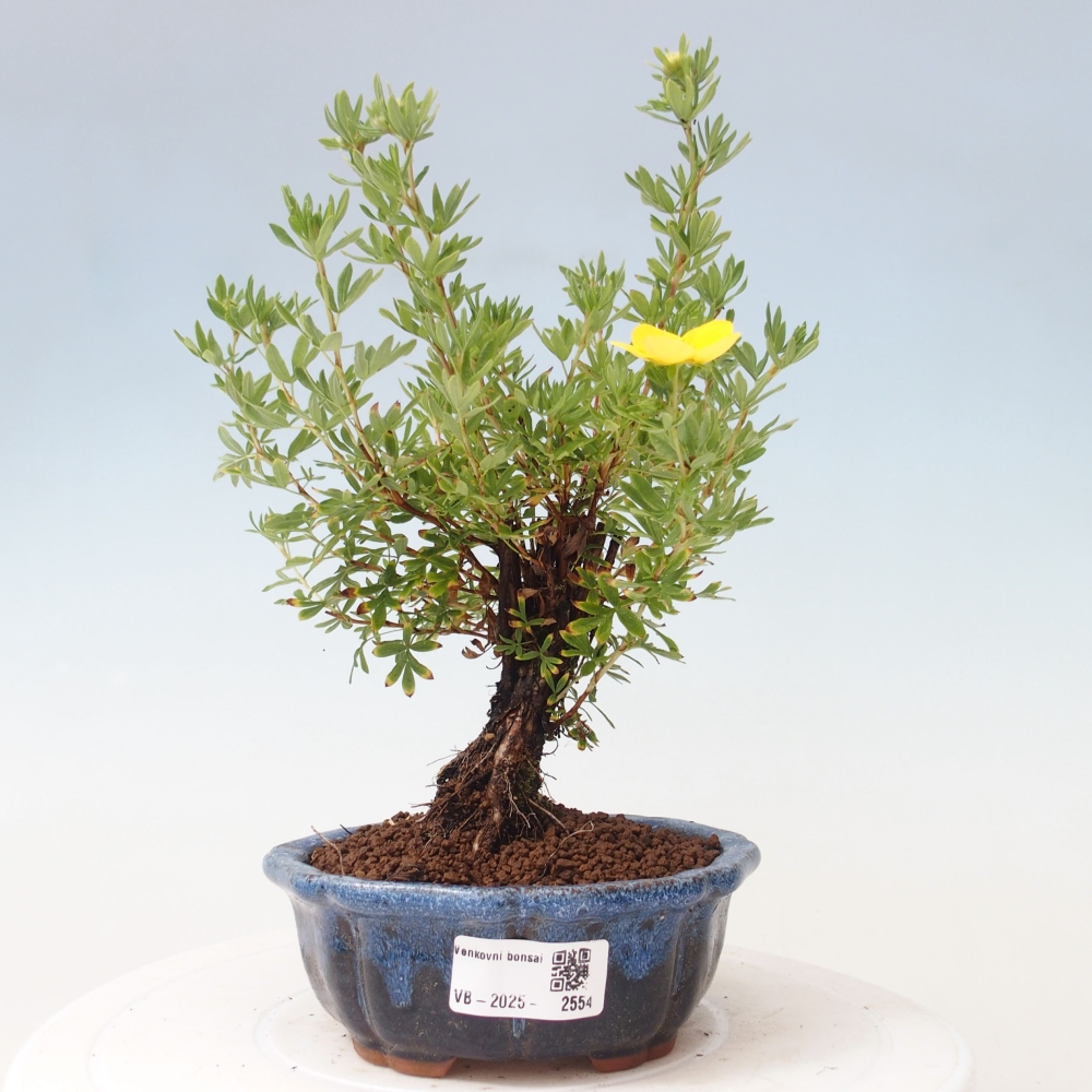 Outdoor bonsai-Pięciolistnik - Potentila fruticosa żółty Ptak