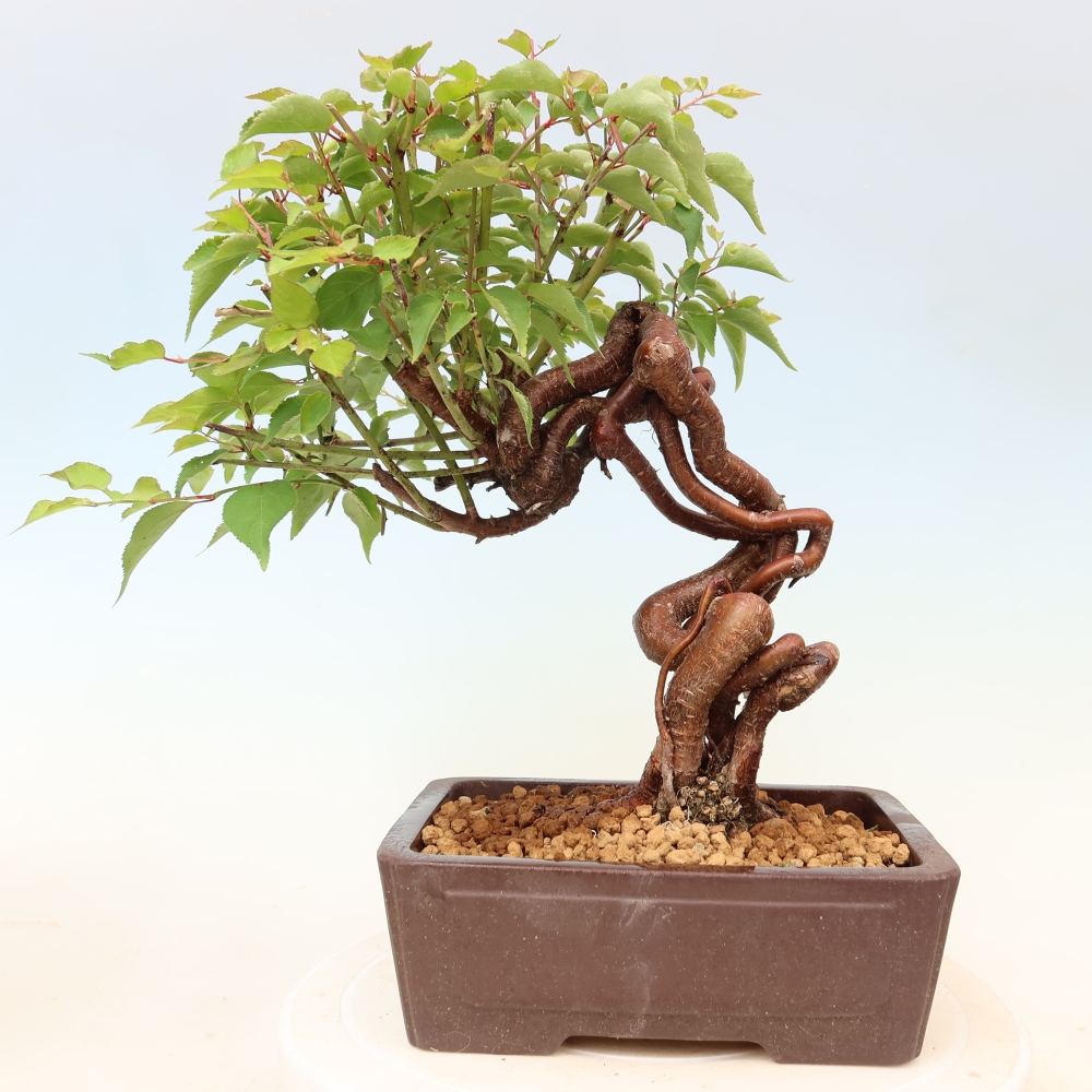 Bonsai ogrodowe – japońska śliwka – Prunus Mume