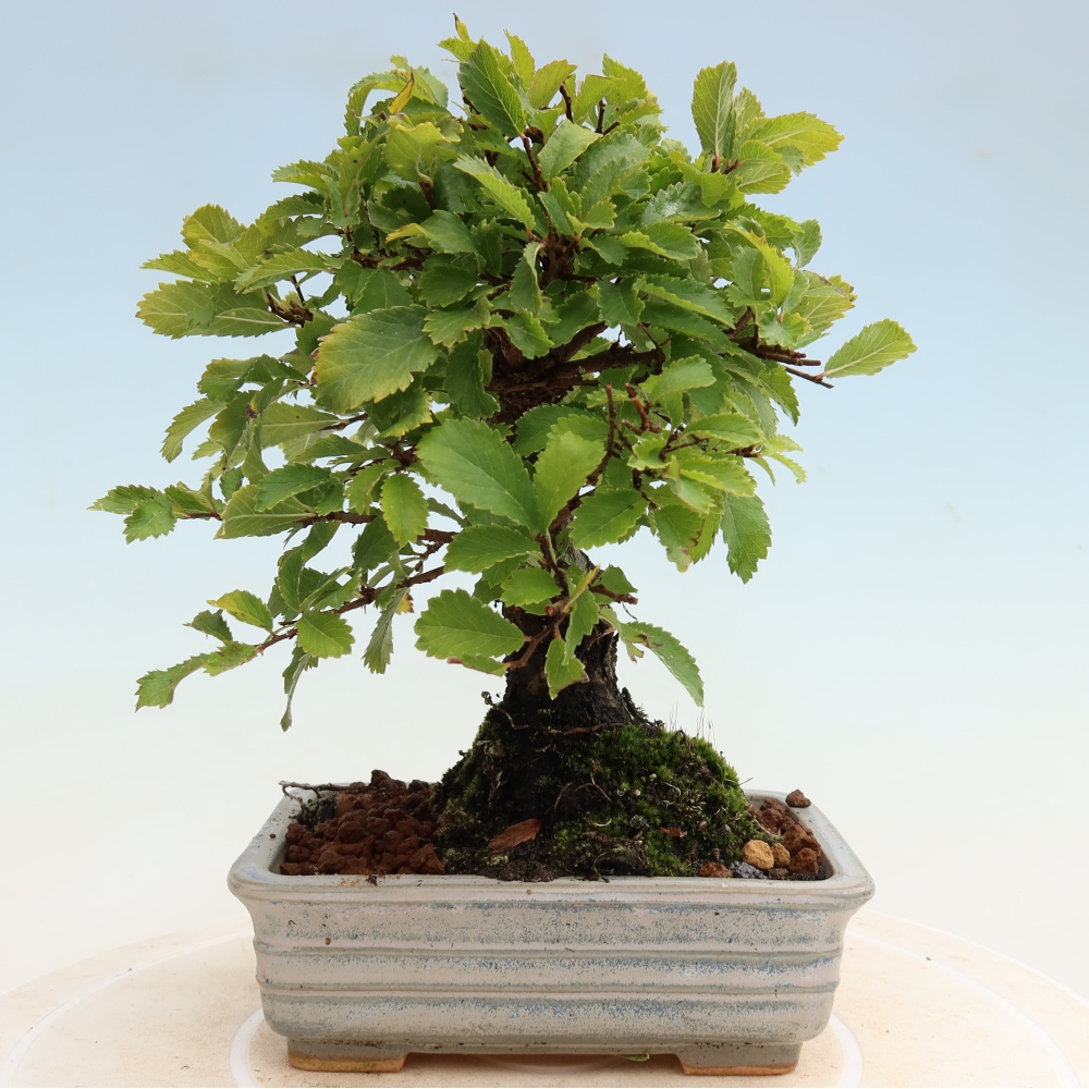 Bonsai zewnętrzne - Zelkova - Zelkova NIRE
