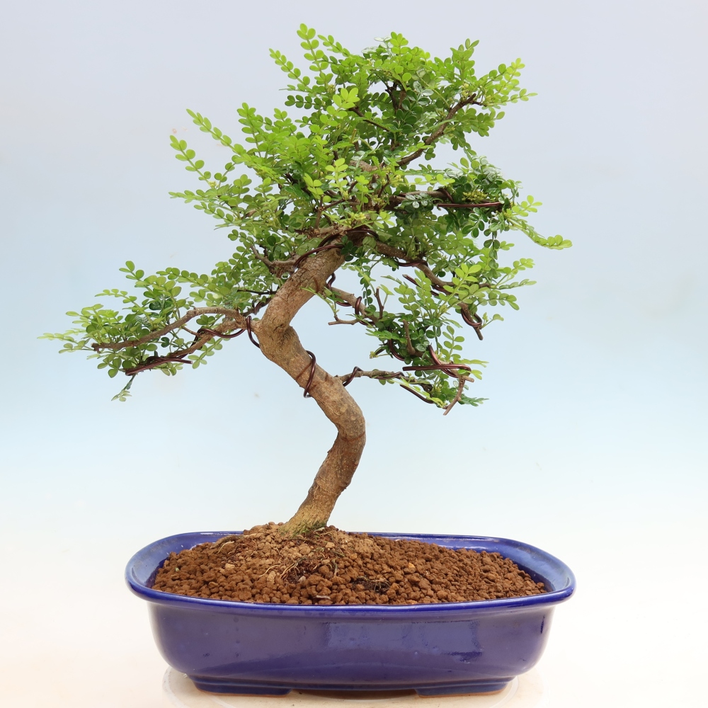 Pokój bonsai - Zantoxylum piperitum - drzewo pieprzowe