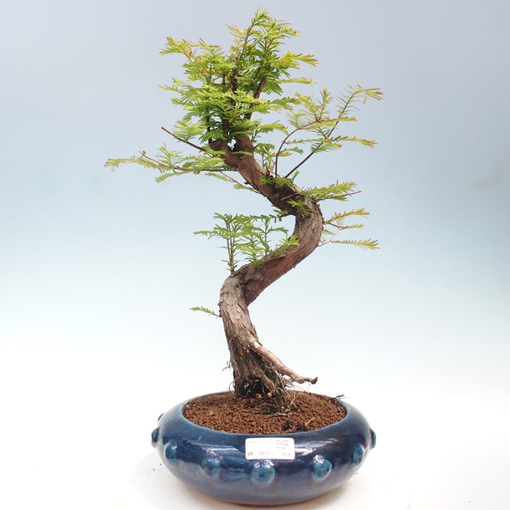 Outdoor bonsai - Metasequoia glyptostroboides - chińskie metasekvoje