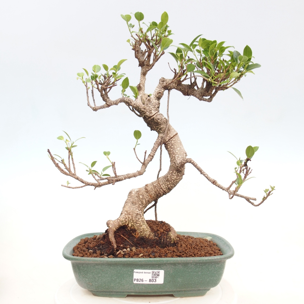 Pokój bonsai - Ficus kimmen - figowiec drobnolistny