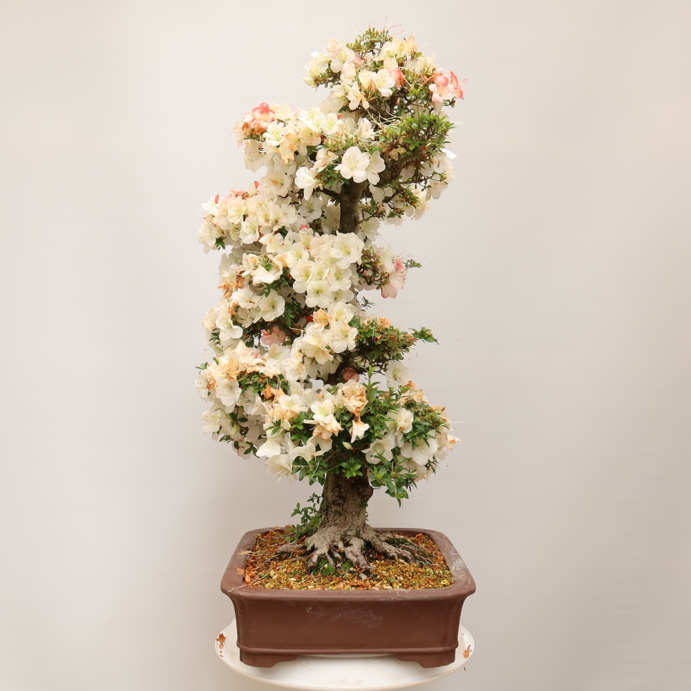 Bonsai zewnętrzne - Azalia japońska - Azalia Tochizumi