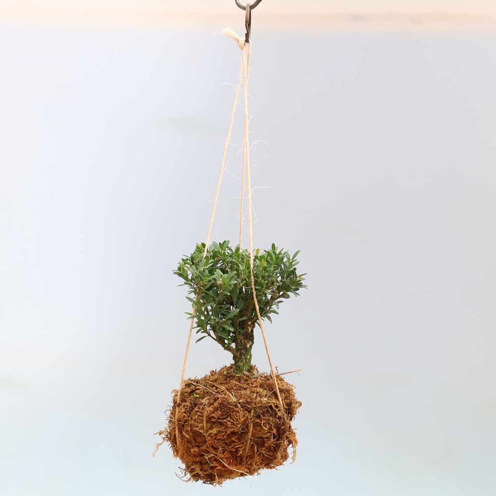 Kokedama w ceramicznej doniczce – Buxus harlandii – bukszpan korkowy