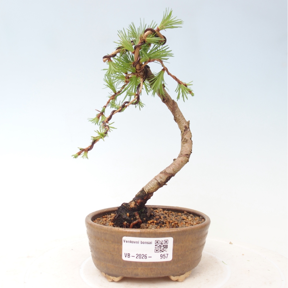 Outdoor bonsai - Larix Kaempferi - Modrzew japoński
