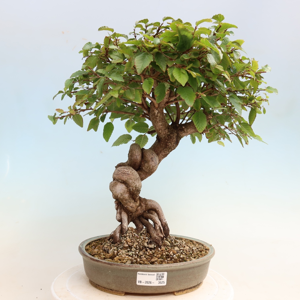 Outdoor bonsai - Carpinus CARPINOIDES - grab koreański