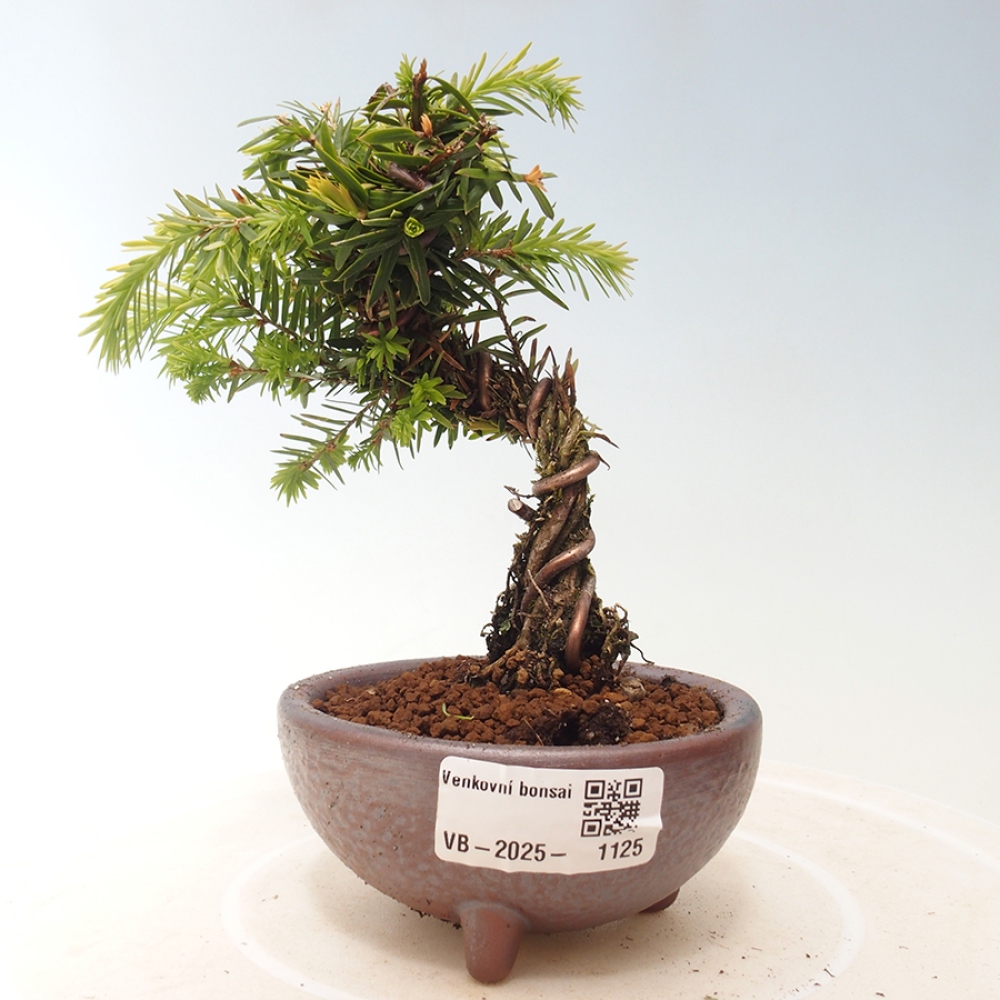 Bonsai zewnętrzne - Tsuga canadensis - Cykuta