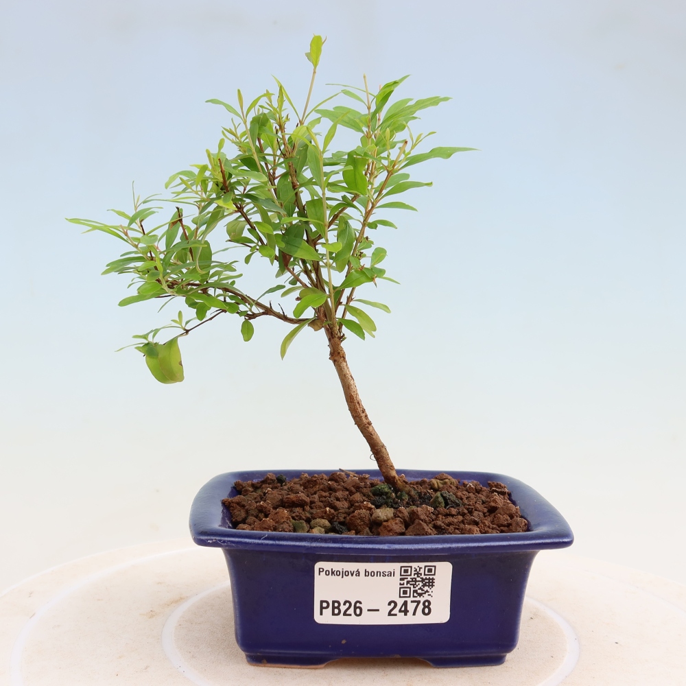Pokój bonsai - PUNICA granatum nana - jabłko granatu