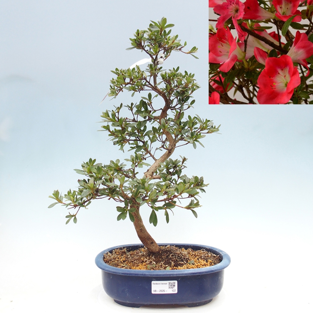 Bonsai zewnętrzne - Azalia japońska - Azalia Beniko