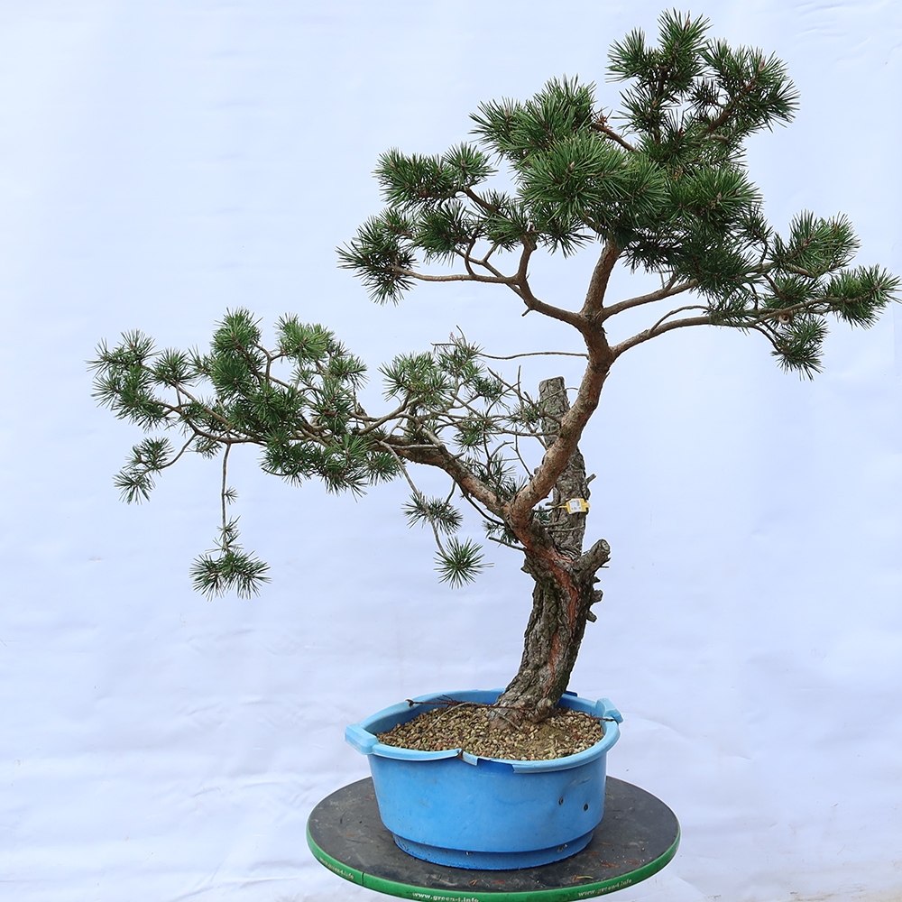 Pinus sylvestris Hiszpania – sosna zwyczajna