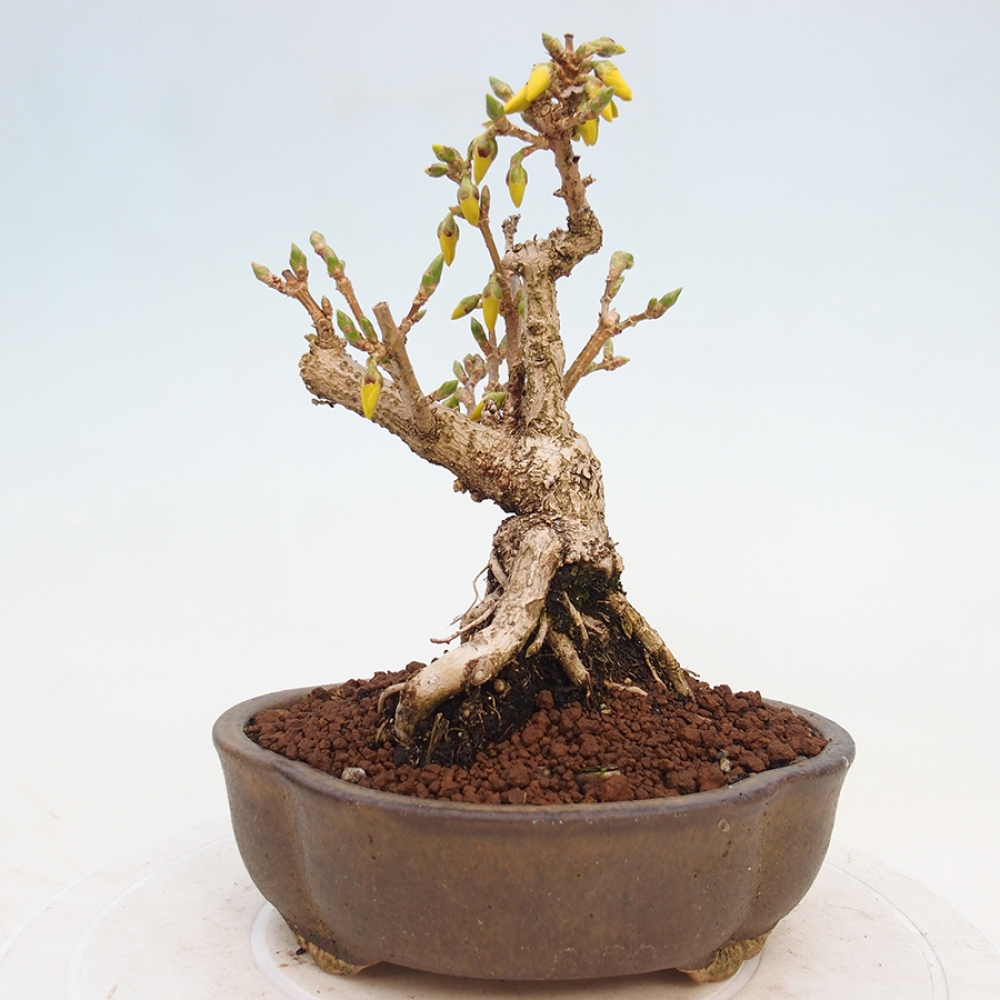 Bonsai plenerowe - Forsythia - Forsythia intermedia 