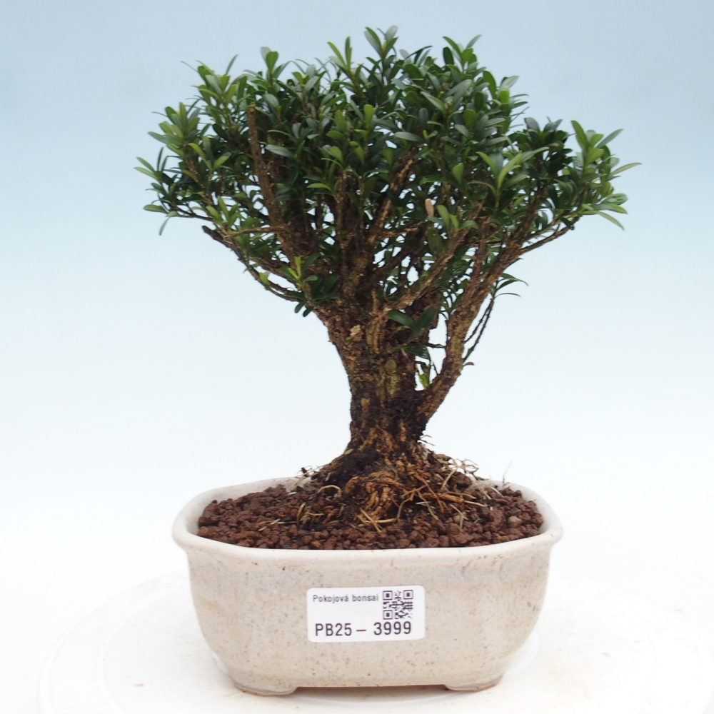 Pokój bonsai - Buxus harlandii - buxus korkowy