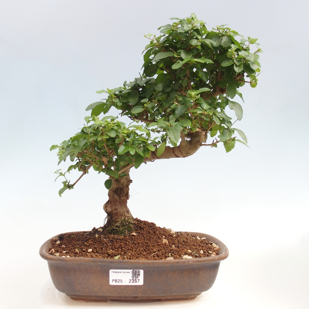 Pokój bonsai -Ligustrum chinensis - Ptasie oko