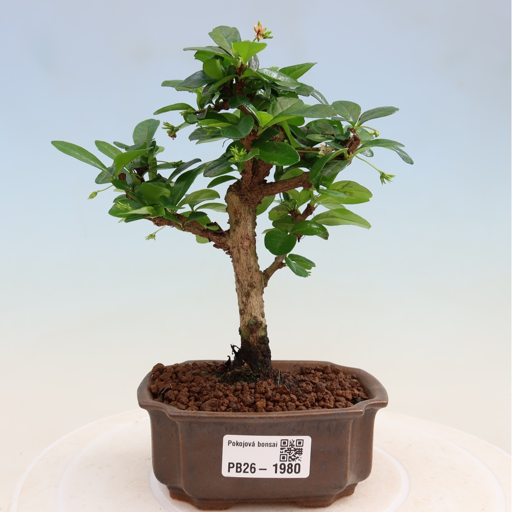 Bonsai pokojowe - Carmona macrophylla - Tea fuki