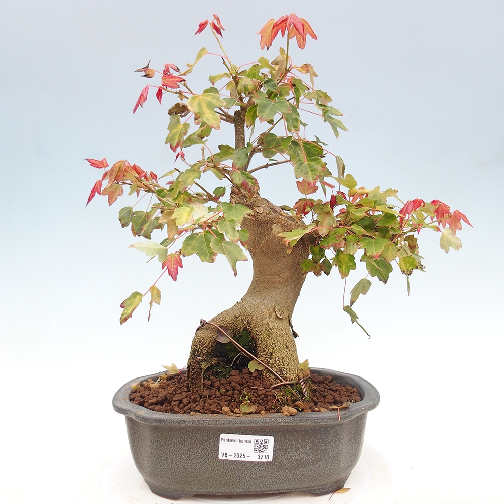 Outdoor bonsai - Acer Buergerianum - Klon Burger