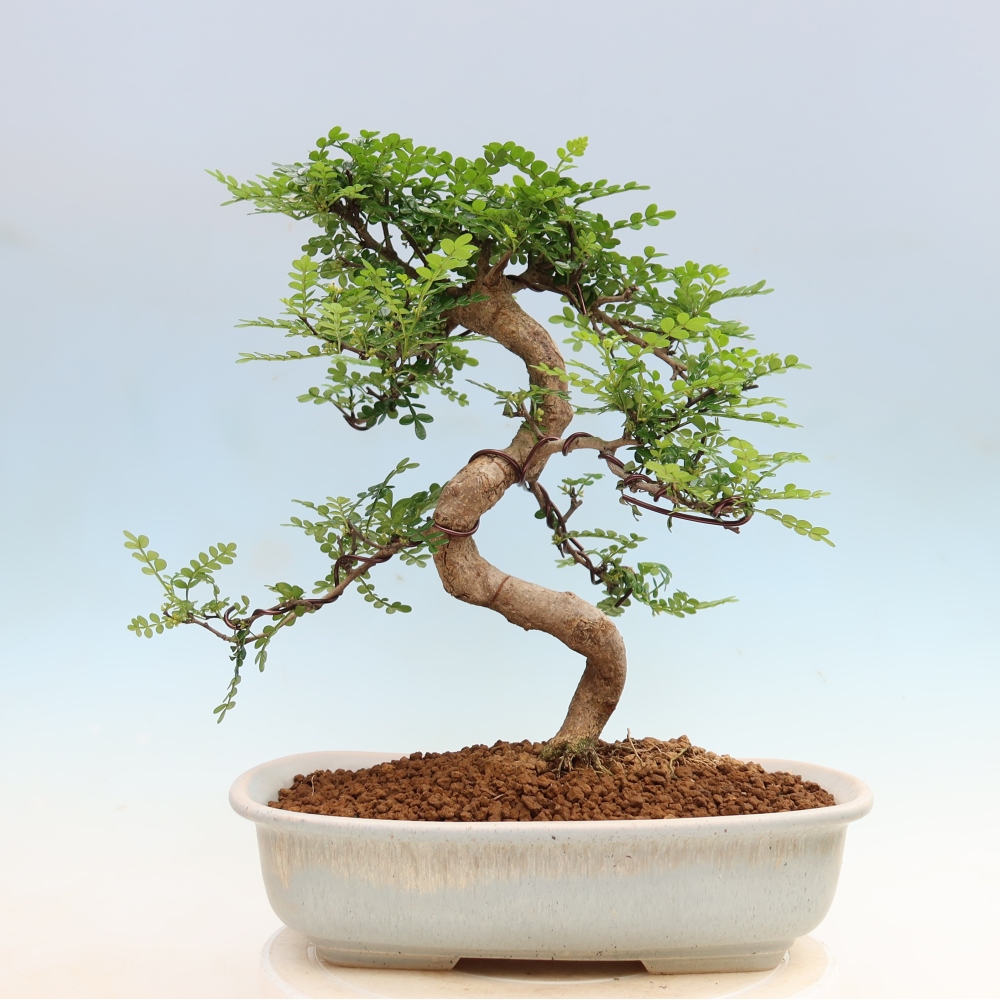 Pokój bonsai - Zantoxylum piperitum - drzewo pieprzowe