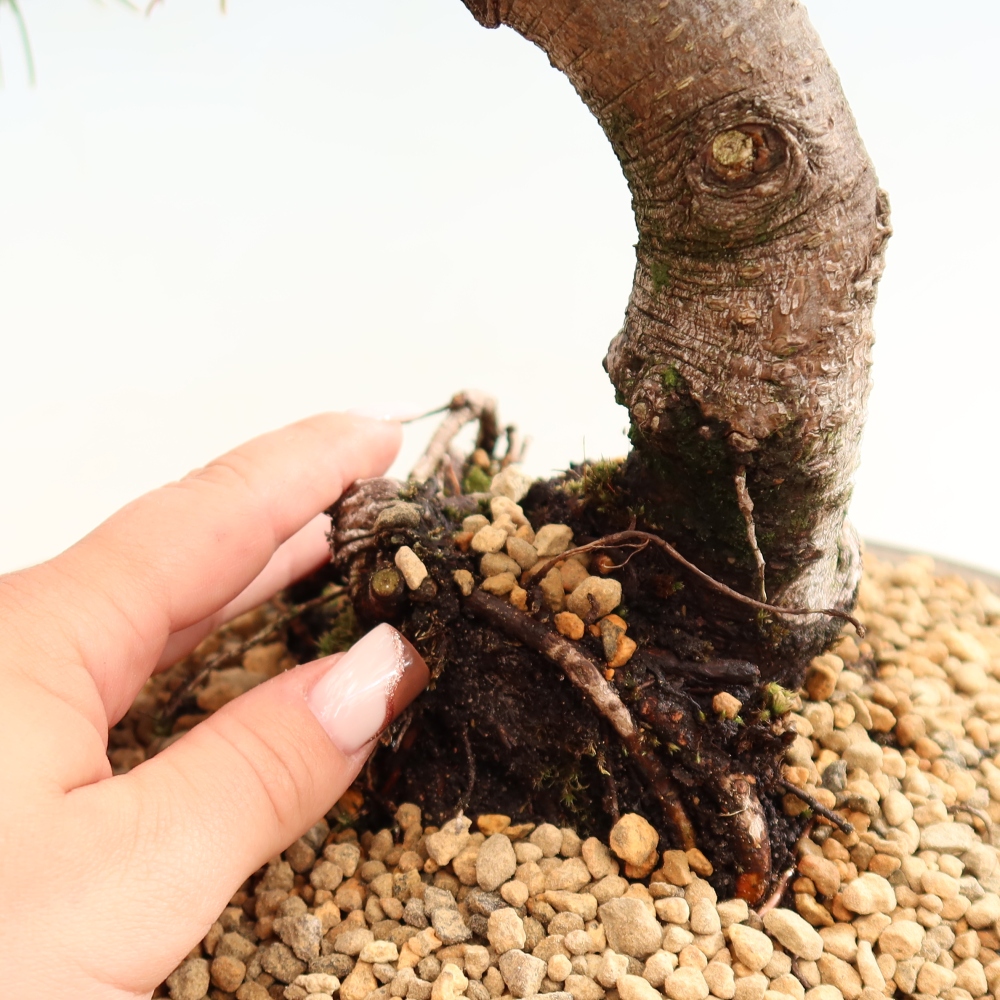 Bonsai ogrodowe – Pinus mugo Humpy – sosna karłowata
