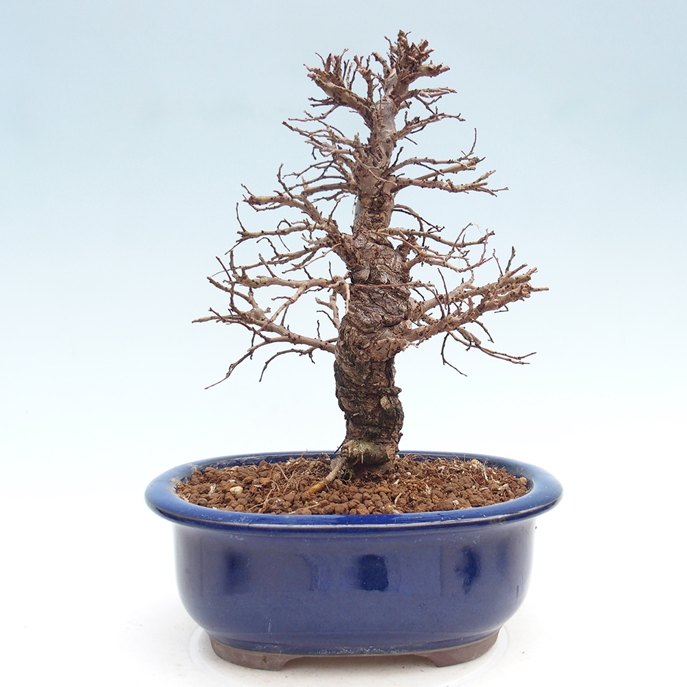 Bonsai zewnętrzne - Zelkova - Zelkova NIRE