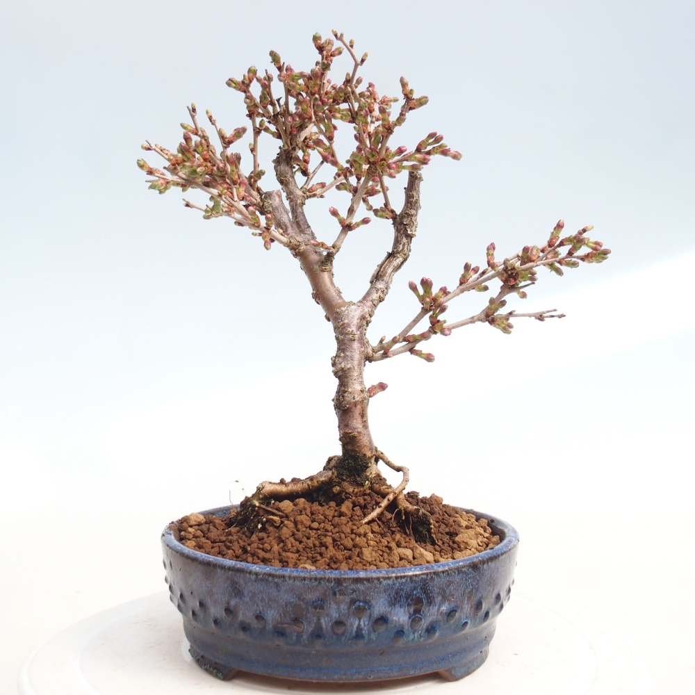 Outdoor bonsai - Prunus incisa Kojou-no mai-Plivon wycięty