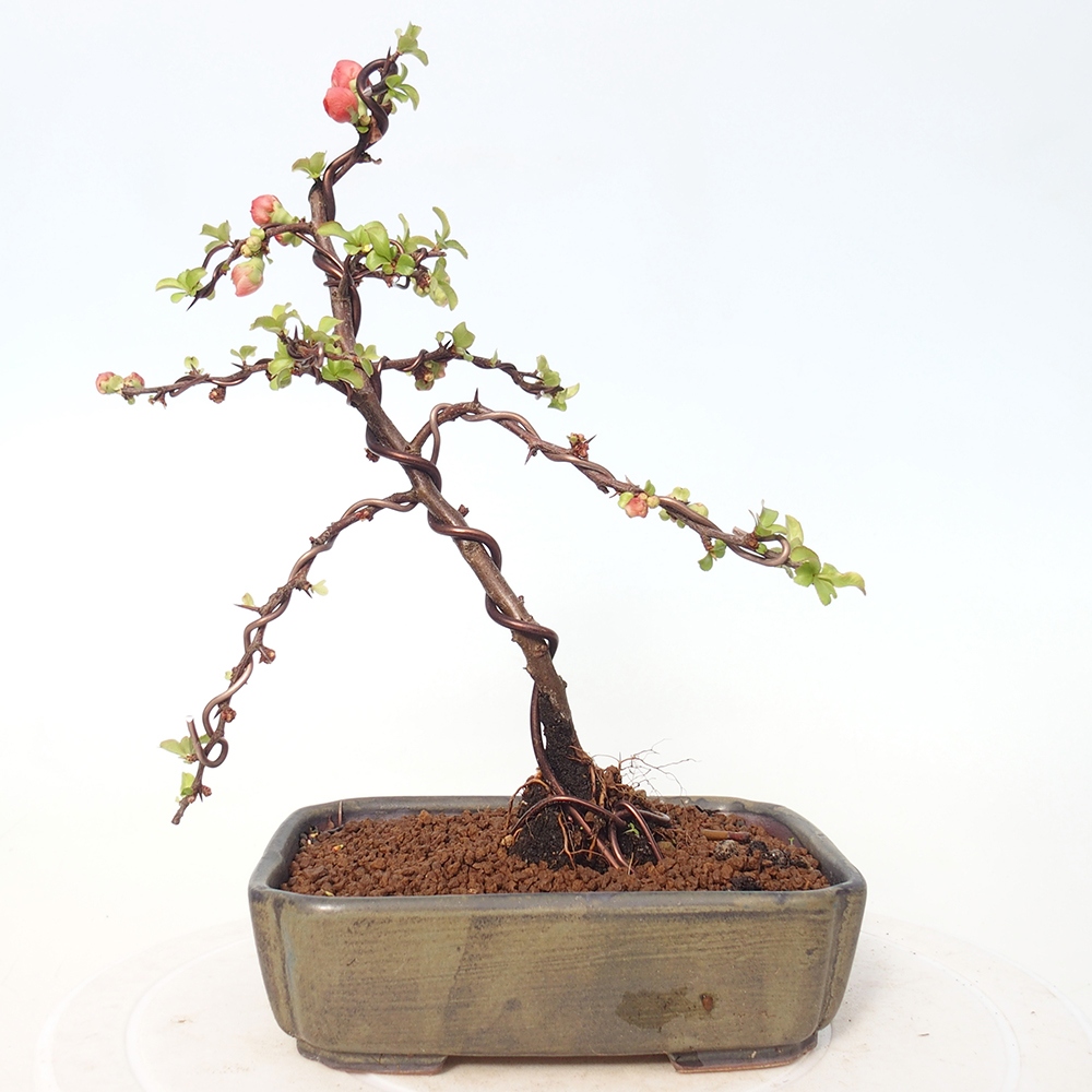 Outdoor bonsai - Chaneomeles s. Red Joy - Pigwa