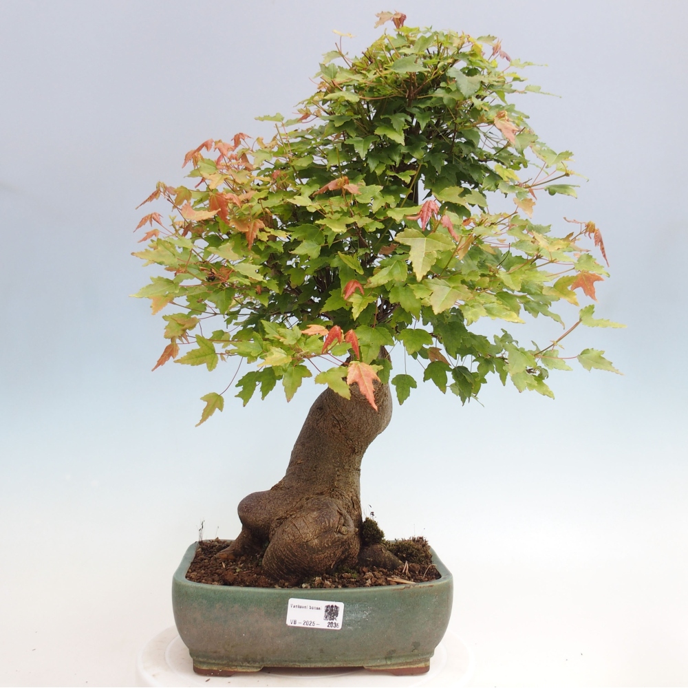 Outdoor bonsai - Maple Buergerianum - Burger Maple