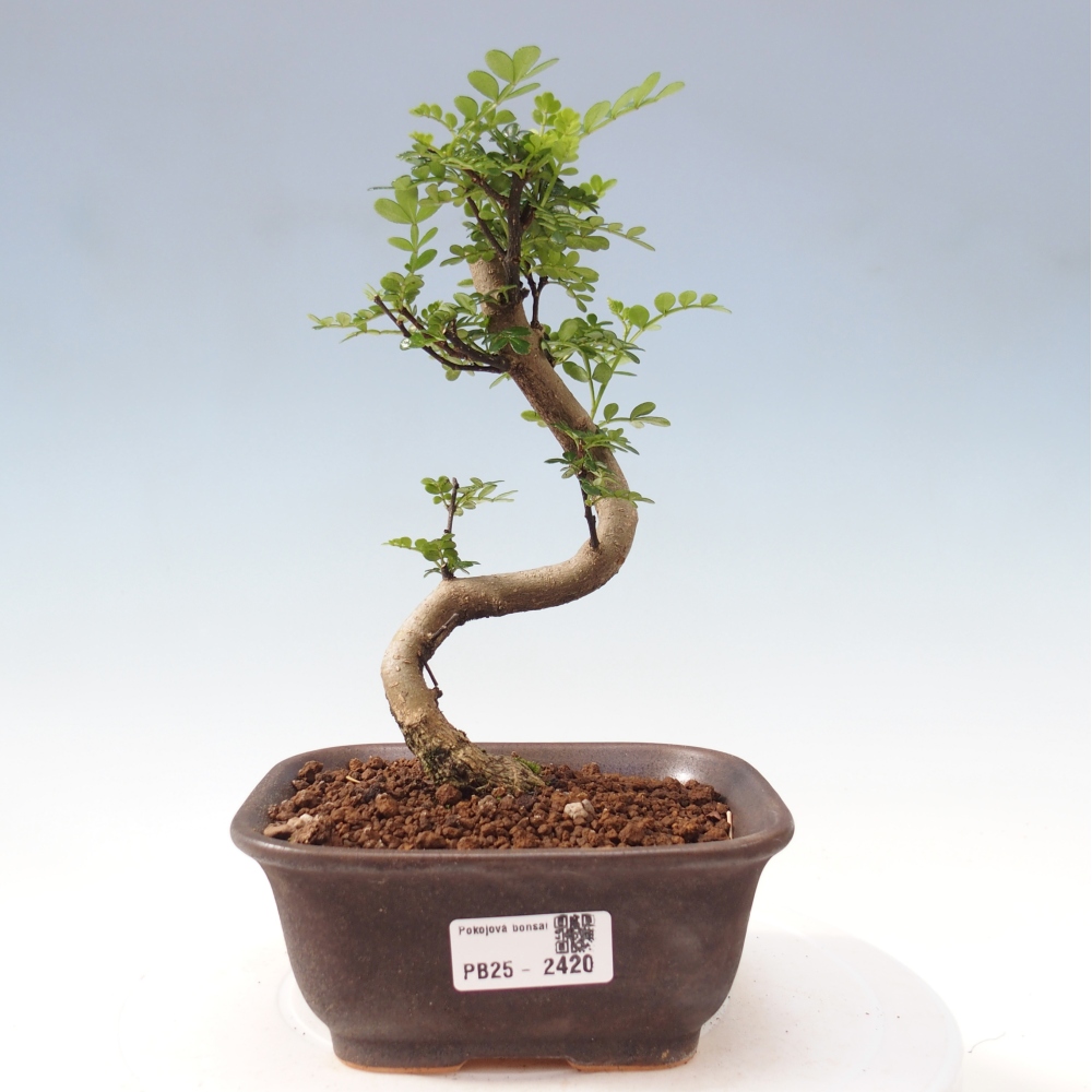 Bonsai do wnętrz - Zantoxylum piperitum - Mięta pieprzowa