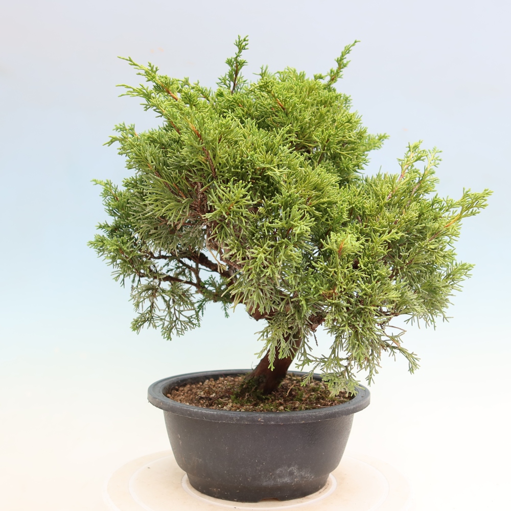 Bonsai ogrodowe – Juniperus chinensis Itoigawa – jałowiec chiński