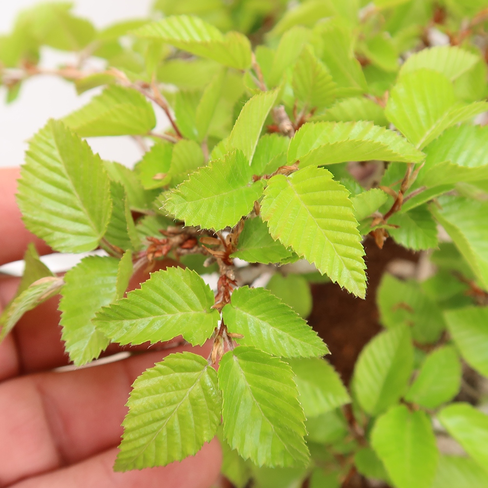 Bonsai plenerowe - Carpinus Coreana - grab koreański