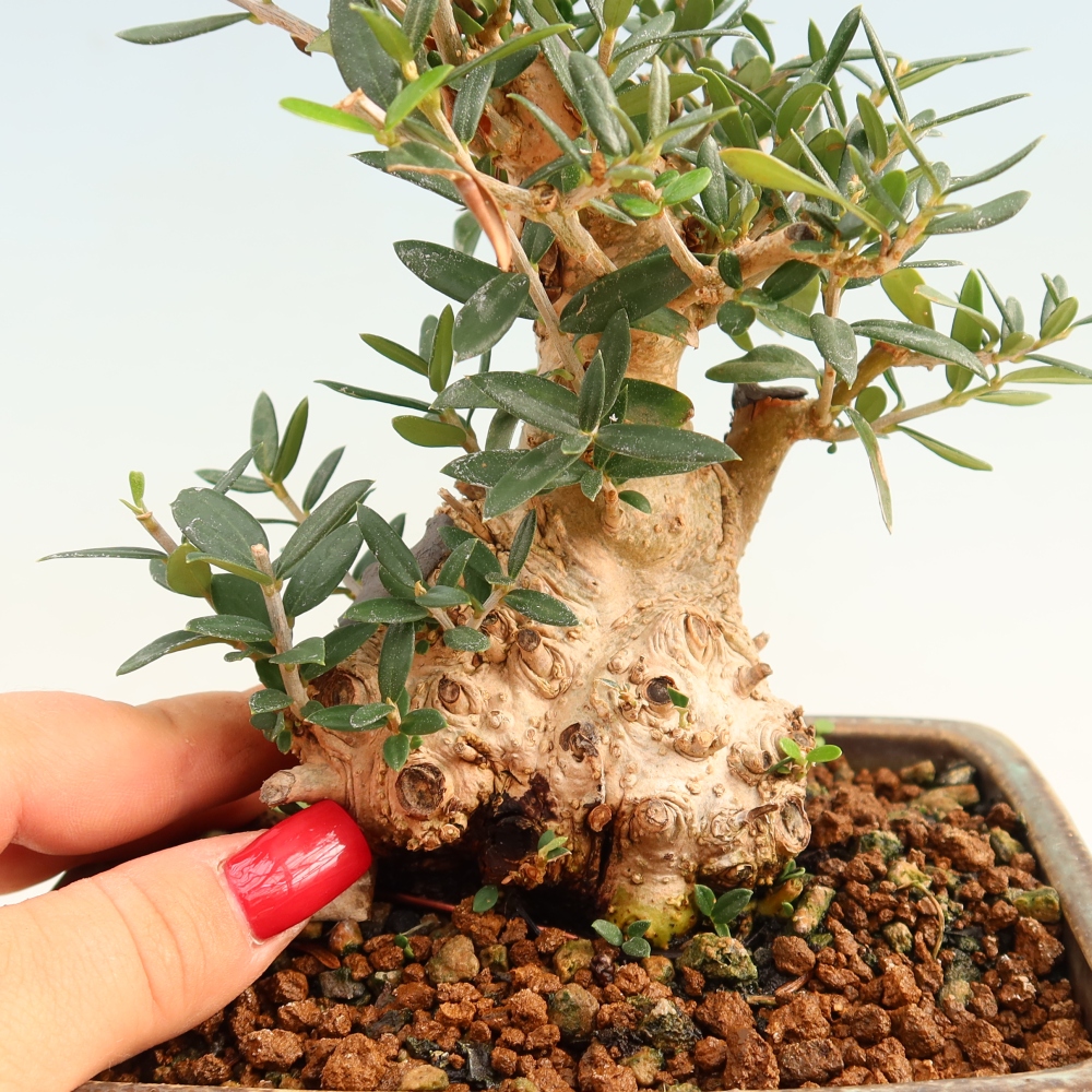 Bonsai do wnętrz - Olea europaea sylvestris