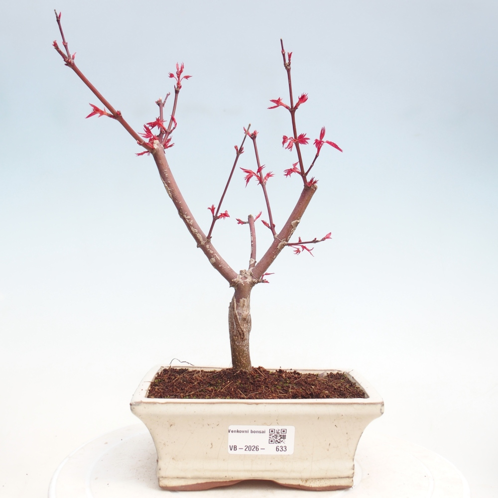 Outdoor bonsai - dlanitolistý klon - Acer palmatum DESHOJO