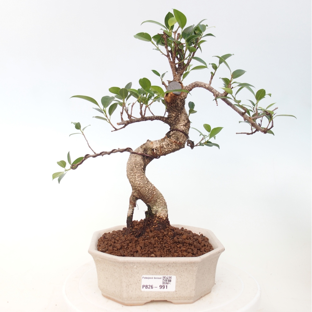 Pokój bonsai - Ficus retusa - figowiec drobnolistny