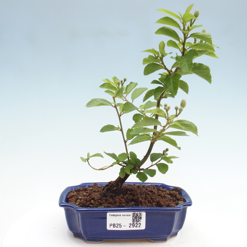 Kryty bonsai - Grewia occidentalis - Lawendowa gwiazda