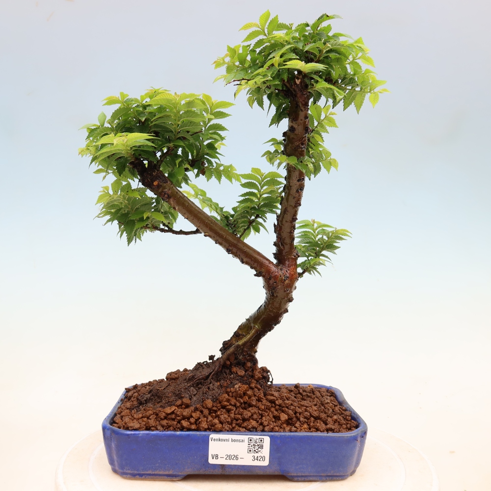Bonsai ogrodowe – Ulmus Jacqueline Hillier – wiąz wspaniały