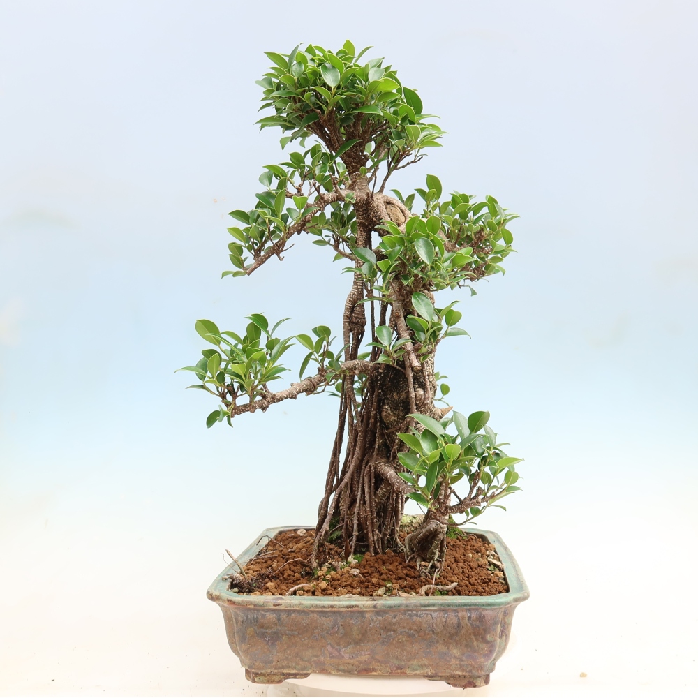 Pokój bonsai - Ficus kimmen - figowiec drobnolistny