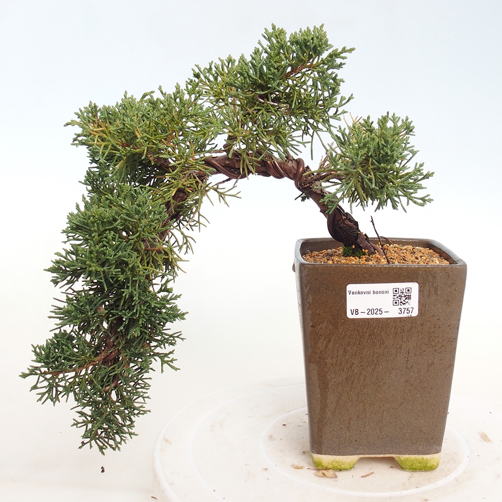 Outdoor bonsai - Juniperus chinensis Kishu